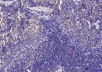 IL33 Rabbit Polyclonal Antibody