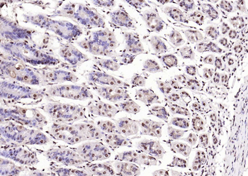 IL33 Rabbit Polyclonal Antibody