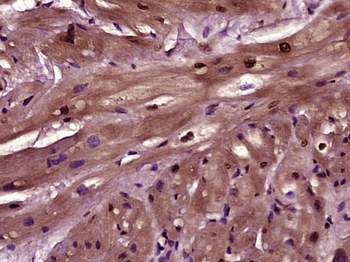IL33 Rabbit Polyclonal Antibody
