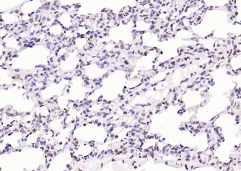 IL33 Rabbit Polyclonal Antibody