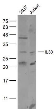 IL33 Rabbit Polyclonal Antibody