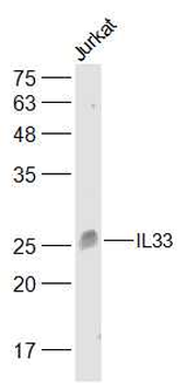 IL33 Rabbit Polyclonal Antibody