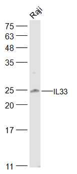 IL33 Rabbit Polyclonal Antibody