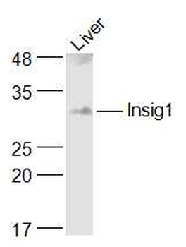 Insig1 Rabbit Polyclonal Antibody
