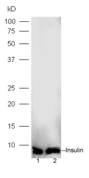 Insulin Rabbit Polyclonal Antibody