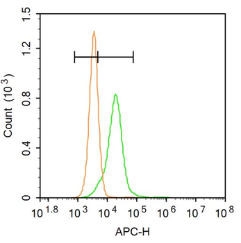 Phospho-Insulin Receptor Beta (Tyr1355) Rabbit Polyclonal Antibody