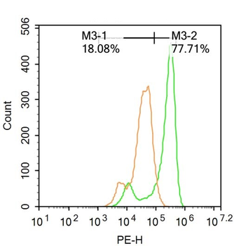 Phospho-IRAK1 (Ser376) Rabbit Polyclonal Antibody
