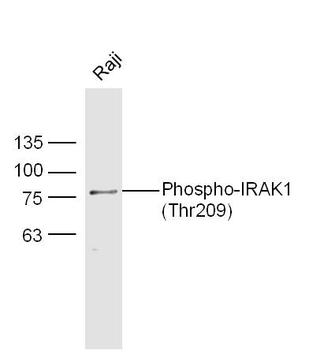 Phospho-IRAK1 (Thr209) Rabbit Polyclonal Antibody