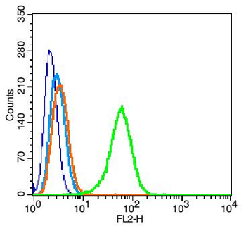 Phospho-IRAK1 (Thr387) Rabbit Polyclonal Antibody