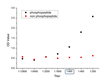 Phospho-IRAK1 (Thr387) Rabbit Polyclonal Antibody