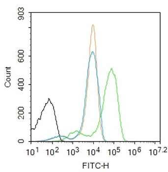 IRF3 Rabbit Polyclonal Antibody