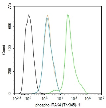 Phospho-IRAK4 (Thr345) Rabbit Polyclonal Antibody