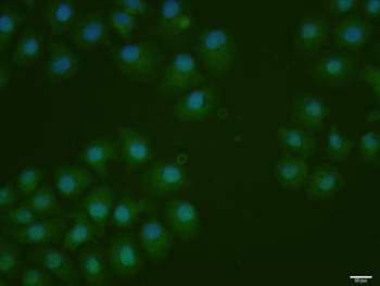 Phospho-IRF7 (Ser471 + Ser472) Rabbit Polyclonal Antibody