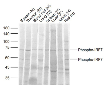Phospho-IRF7 (Ser471 + Ser472) Rabbit Polyclonal Antibody