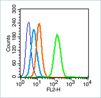 Phospho-IRS1 (Ser636 + Ser639) Rabbit Polyclonal Antibody