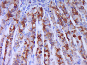 Phospho-IRS1 (Ser636 + Ser639) Rabbit Polyclonal Antibody