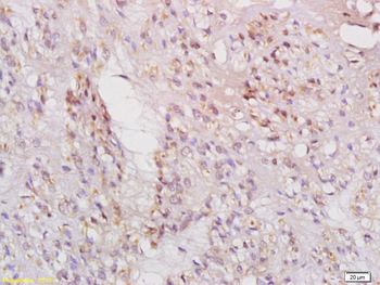 Phospho-IRS1 (Ser636 + Ser639) Rabbit Polyclonal Antibody