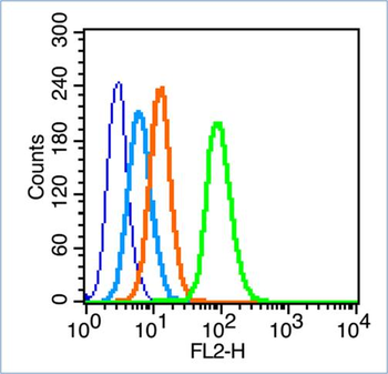 Phospho-IRS1 (Ser789) Rabbit Polyclonal Antibody