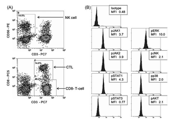 Phospho-Jak1 (Tyr1034 + Tyr1035) Rabbit Polyclonal Antibody