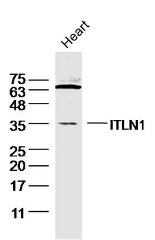 ITLN1 Rabbit Polyclonal Antibody