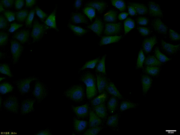 Phospho-JAK2 (Tyr221) Rabbit Polyclonal Antibody