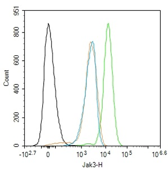 Jak3 Rabbit Polyclonal Antibody