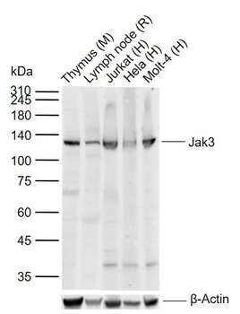 Jak3 Rabbit Polyclonal Antibody