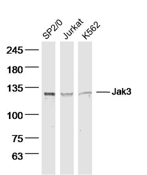 Jak3 Rabbit Polyclonal Antibody