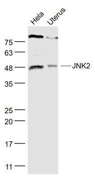 JNK2/MAPK9 Rabbit Polyclonal Antibody