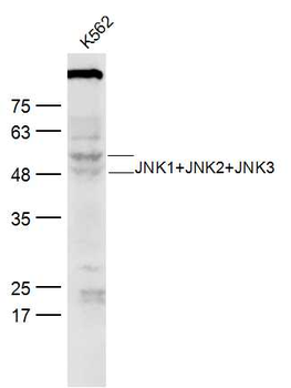 JNK1+JNK2+JNK3 Rabbit Polyclonal Antibody