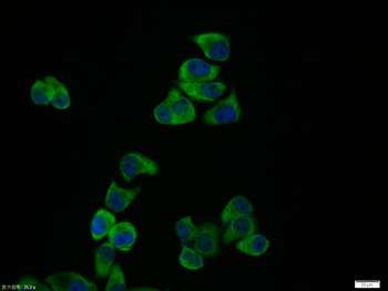 JNK1+JNK2+JNK3 Rabbit Polyclonal Antibody