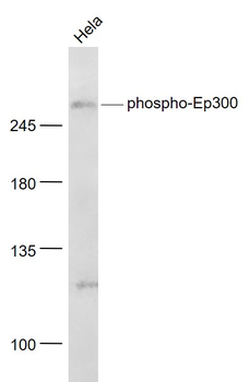 Phospho-EP300 (Ser1834) Rabbit Polyclonal Antibody