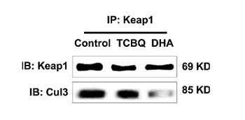 KEAP1 Rabbit Polyclonal Antibody