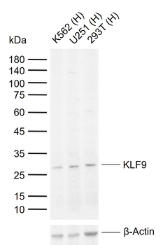 KLF9 Rabbit Polyclonal Antibody