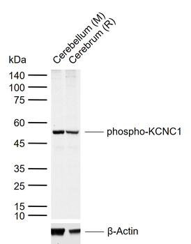 Phospho-KCNC1 (Ser503) Rabbit Polyclonal Antibody