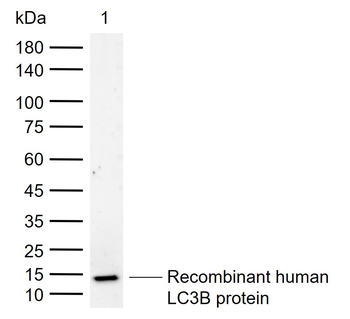 LC3B Rabbit Polyclonal Antibody