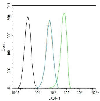 LKB1 Rabbit Polyclonal Antibody