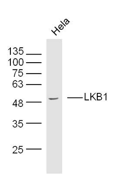 LKB1 Rabbit Polyclonal Antibody