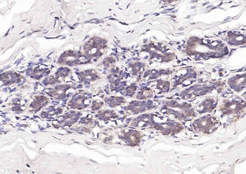 LKB1 Rabbit Polyclonal Antibody