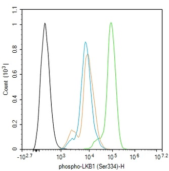 Phospho-LKB1 (Ser334) Rabbit Polyclonal Antibody