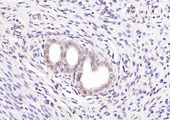 Phospho-LKB1 (Ser334) Rabbit Polyclonal Antibody