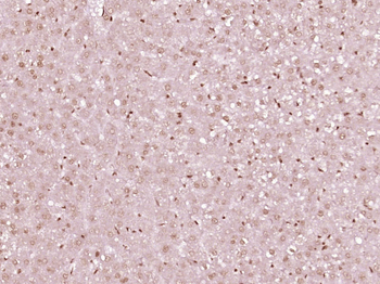 Phospho-LKB1 (Ser334) Rabbit Polyclonal Antibody