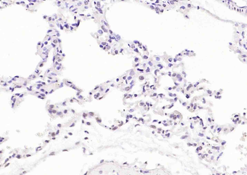 Phospho-LKB1 (Ser334) Rabbit Polyclonal Antibody