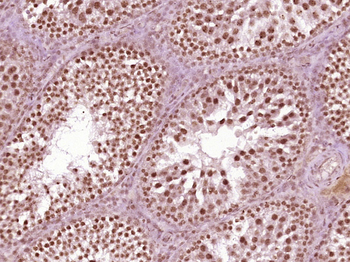 Phospho-LKB1 (Ser334) Rabbit Polyclonal Antibody