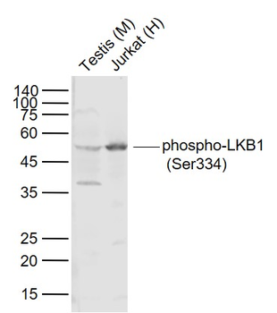 Phospho-LKB1 (Ser334) Rabbit Polyclonal Antibody