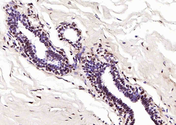 Phospho-LKB1 (Ser334) Rabbit Polyclonal Antibody