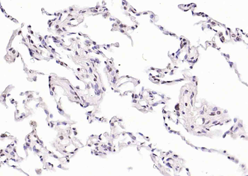 Phospho-LKB1 (Ser334) Rabbit Polyclonal Antibody