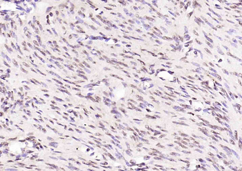 Phospho-LKB1 (Ser334) Rabbit Polyclonal Antibody