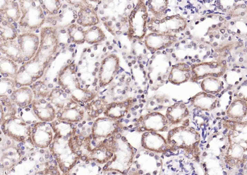Phospho-LKB1 (Ser334) Rabbit Polyclonal Antibody