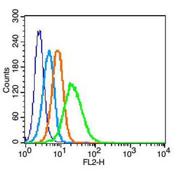 LRP1 Rabbit Polyclonal Antibody